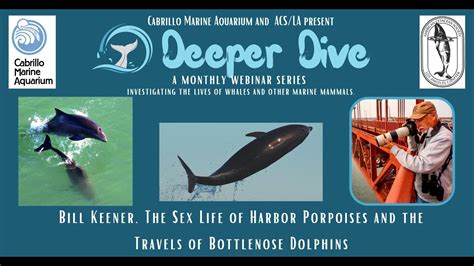 Deeper Dive With Bill Keener Sex Life Of Harbor Porpoises And Travels