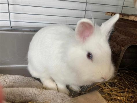 Adoption de Nala Indéfinie lapin nain bélier région Auvergne Rhône Alpes