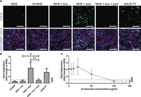 Frontiers Modeling Complement Activation On Human Glomerular