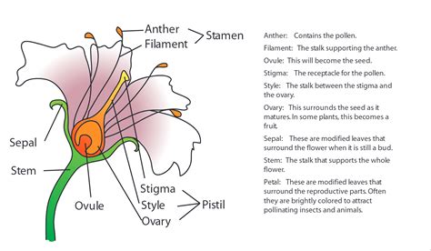 Flower Anatomy – Camp Joy