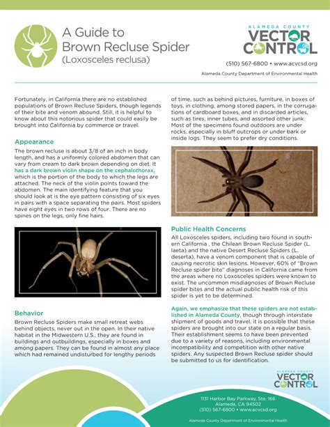 A Guide To Brown Recluse Spider Docslib