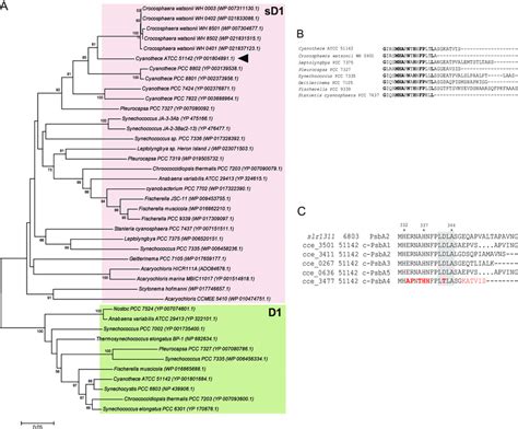 Phylogenetic Analysis And Sequence Alignment Of Psba From Cyanothece