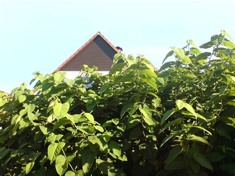 A Complete Guide To Reporting Japanese Knotweed In 2022