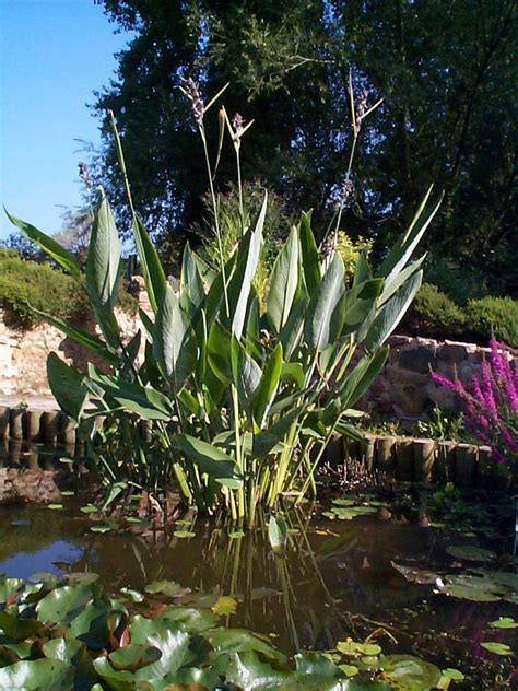 Thalia Dealbata Merebrook Pond Plants