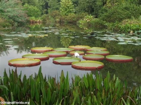 Kanapaha Botanical Gardens - Visit Natural North Florida