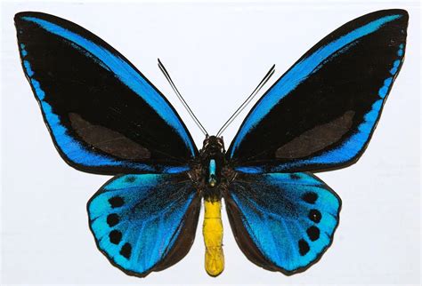 Rare Giant Blue Birdwing Butterfly Ornithoptera Priamus Urvillianus Little Caterpillar Art