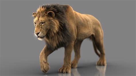 Lion 3D Model (Animated) Pack - 3D modelling, animation, and video ...