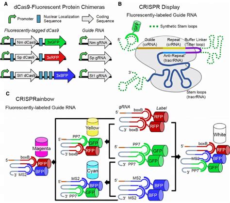 Multicolor Crispr Dcas9 Based Dna Labeling A Structures For Three