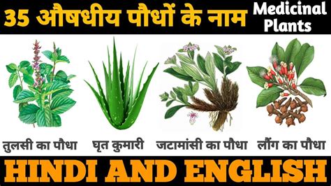 Keyword for Medicinal Plants Name In Hindi And English