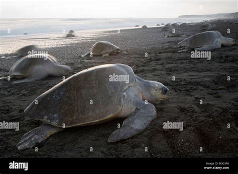 Olive Ridley Sea Turtles Lepidochelys Olivacea Climbing Onto Land To