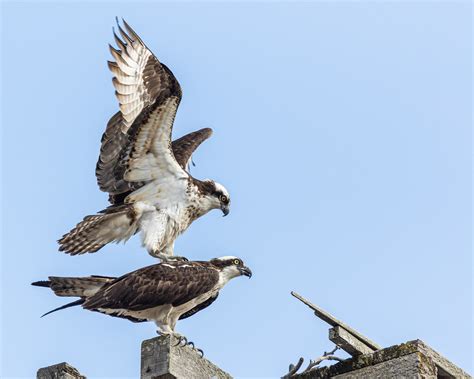 Osprey Pair Mating David Burt Flickr