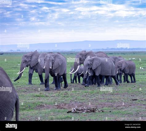 Herd Of African Bush Elephants Loxodonta Africana Amboseli National