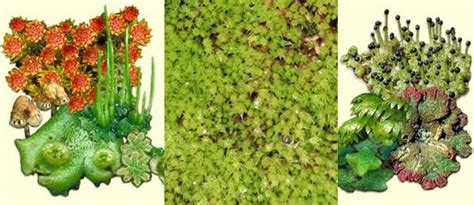 Biology: Introduction to Life: Multicellular organization - Plants (Introduction)