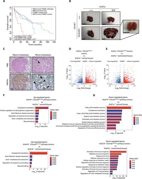 Increased Genomic Instability And Reshaping Of Tissue Microenvironment