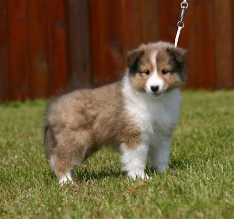 I Will Have One Of Those Sheep Dog Puppy Cute Animals