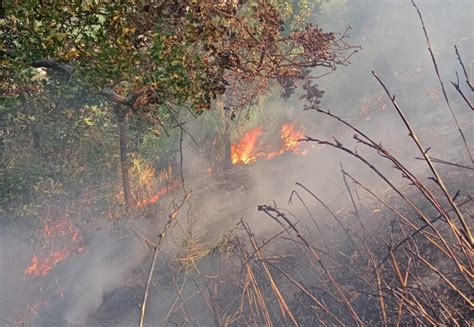 Salento Incendio Doloso Minaccia Oasi Naturalistica Domate In Tempo