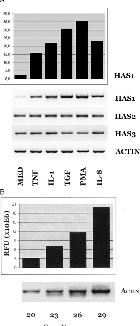 Figure 1 From Differential Effect Of Transforming Growth Factor β Tgf β On The Genes Encoding