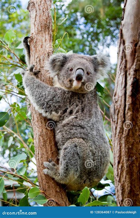 Cute Koala Eating Eucalyptus On A Tree Branch Royalty-Free Stock Image ...