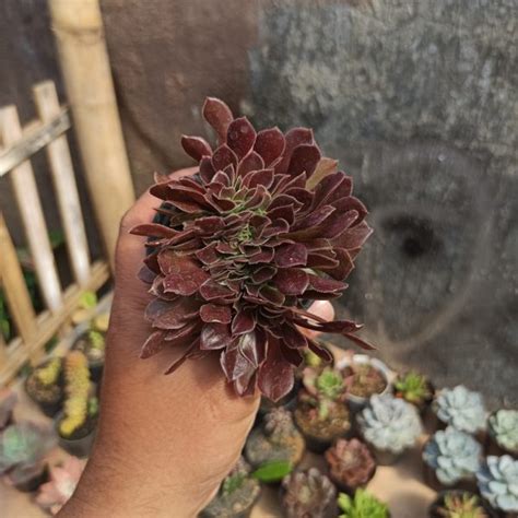 Aeonium Arboreum Atropurpureum Forma Cristata