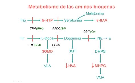 Errores Congénitos Del Metabolismo De Las Aminas Biógenas Guía Metabólica