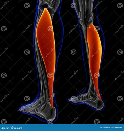 Soleus Muscle Anatomy For Medical Concept 3D Illustration Stock