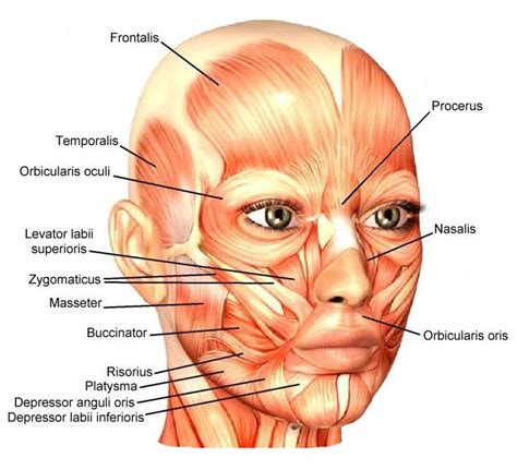 Diagram Of Les Muscles De La T Te Et Cou Quizlet