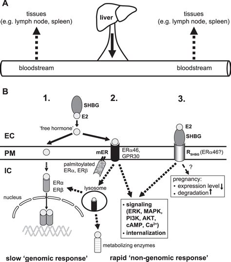 Schematic Model For The Possible E2 Uptake Pathways In Leukocytes A Download Scientific