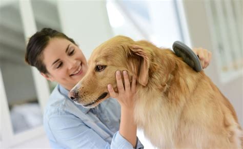 Recomendaciones para Mascotas Cómo cuidar a tu perro de forma sana