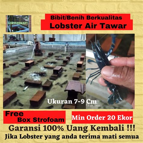 Jual Benih Bibit Lobster Air Tawar Ukuran 3 Inci Untuk Di Ternakan