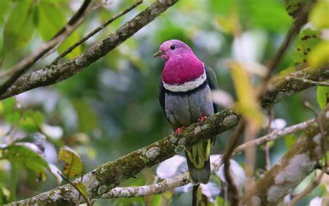 7 Elegant Types Of Pink Birds - A-Z Animals