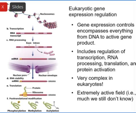 Gene Regulation Flashcards Quizlet