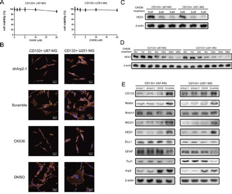 Actin Cytoskeleton Regulator Arp23 Complex Is Required For Dll1