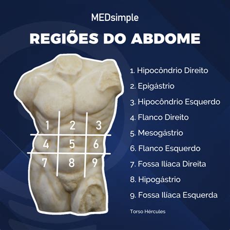 9 Regiões Do Abdômen E Seus órgãos