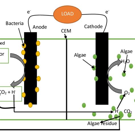 Pdf State Of The Art Technologies For Microalgae Cultivation Integrated To Microbial Fuel