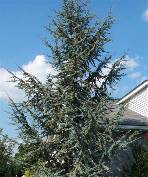 Blue Atlas Cedar | Bower & Branch