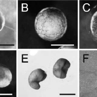 Low Power Images Of X Laevis Embryos A Four Cell Embryo H Pf