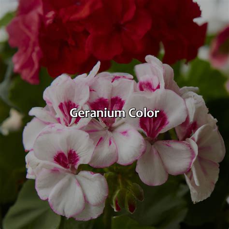 What Color Is Geranium - colorscombo.com