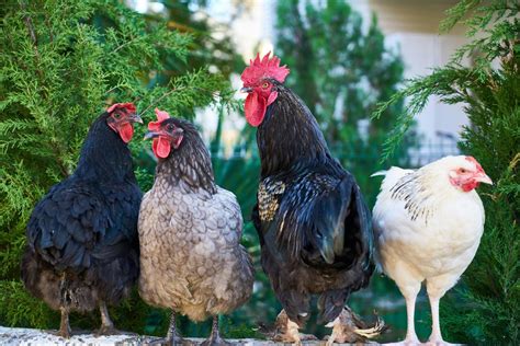 Benefits To Raising Backyard Chickens Strombergs