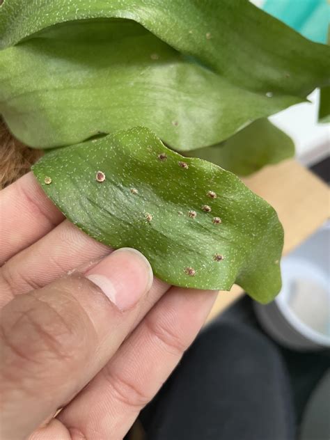 Staghorn Fern Has Some Leaves With Black Spots Are They Bugs Or Is It Normal If Not How Do I