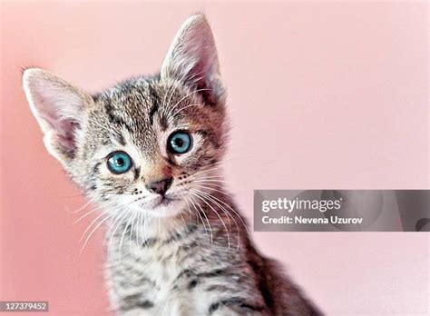 115,966 Cute Kitty Stock Photos, High-Res Pictures, and Images - Getty ...