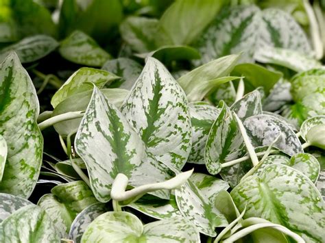 Scindapsus Silver Satin Pothos Pothos Plant