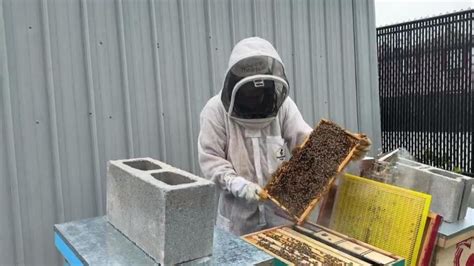 Meet The Beekeeper Protecting Pollinators In Far Rockaway Queens