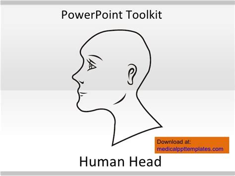 Human Anatomy Toolkit | Human Anatomy Powerpoint Template