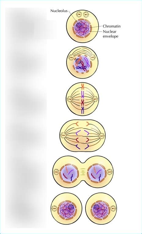 Dna And Genetics Diagram Quizlet