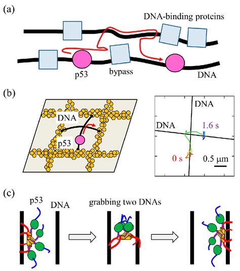 A Schematic Diagram Of Target Search By P53 In The Cell P53 Pink Download Scientific