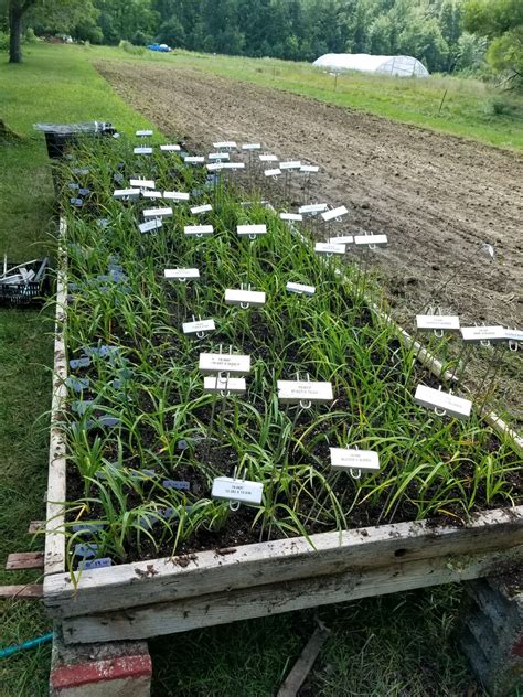 Seedling Bed