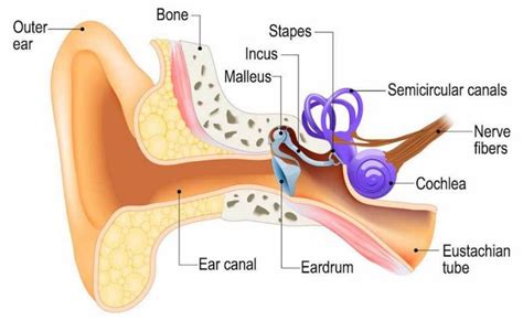 Bagian-Bagian Telinga, Fungsi dan Gambarnya