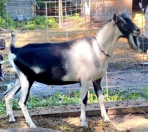 Alpine Dairy Goats - ECHOLIGHT FARM