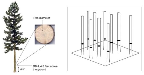 Quick Estimates Of Carbon In Loblolly Pine Plantations Using Carbon