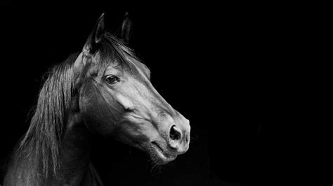 Black and White Horse Wallpapers - Top Free Black and White Horse Backgrounds - WallpaperAccess